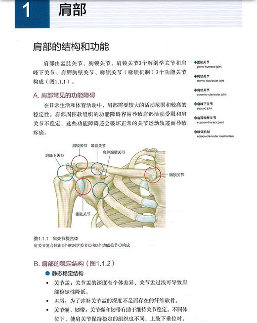 运动功能障碍 原因及评估技巧 日 工藤慎太郎 编著 张雅素 译 康复 运动功能 评估 肌骨 疼痛 北京科学技术出版社9787571437312  商品图4