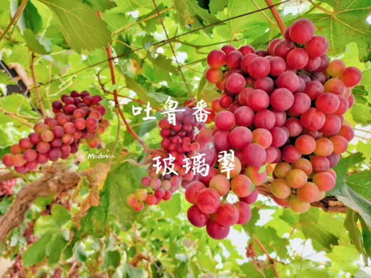 🍇【吃葡萄不吐葡萄皮】
玻璃翠葡萄以无核、皮薄、甜美著称
不吐葡萄皮，除了因为皮薄外
我们的葡萄基地施农家肥，擦擦灰就可以连皮放心吃呢[呲牙]，3.5斤/箱 商品图0