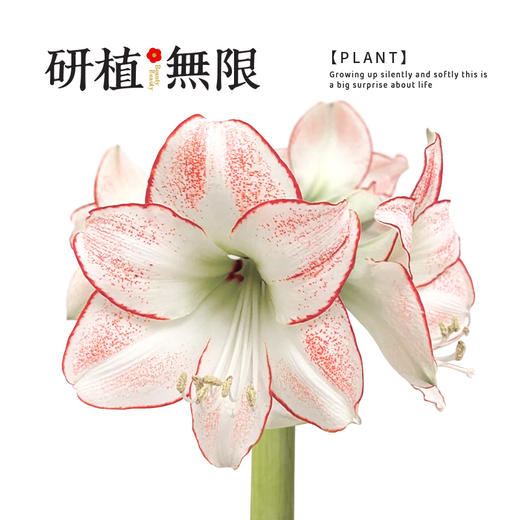 研植无限&LINEFRIENDS联名款可妮兔腊封朱顶红蜡球礼盒生日伴手礼 商品图1