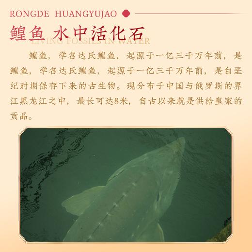 【容德嚴選】古法鳇鱼胶  十二年以上成熟鳇鱼  鱼中活化石 商品图2