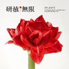 研植无限&我的爸爸是条龙联名款樱桃妮芙腊封朱顶红腊球节日礼盒 商品缩略图6
