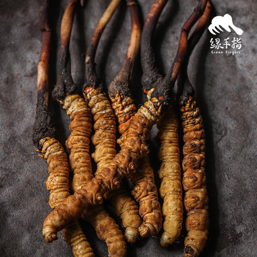 野生那曲高海拔新鲜冬虫夏草【满50条包邮】 | 合作生产* Naqu Cordyceps sinensis | | Coproduction 商品图0