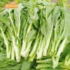 菜苔500g【BC】【QC】 商品缩略图2