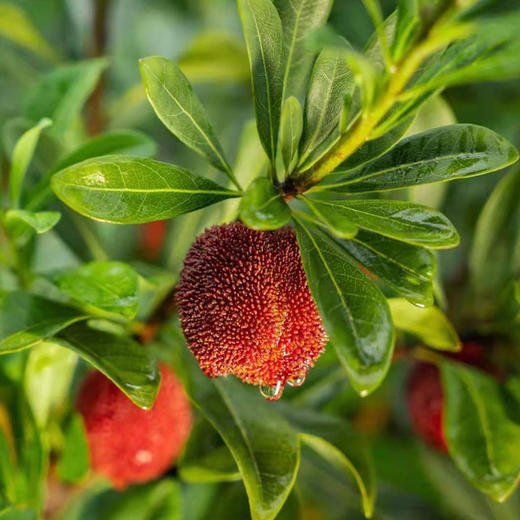 2024年仙居杨梅东魁杨梅产品 商品图1