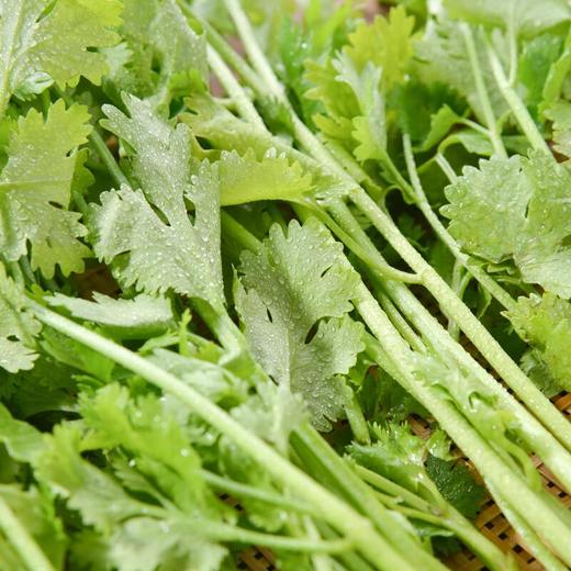 香菜  约50g/袋 商品图4