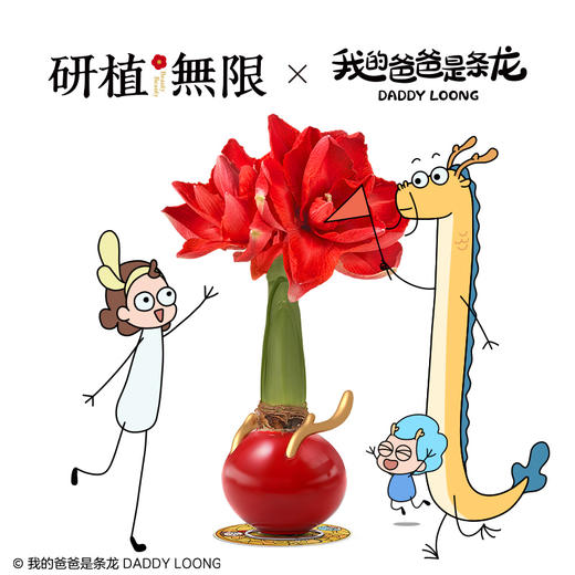 研植无限&我的爸爸是条龙联名款樱桃妮芙腊封朱顶红腊球节日礼盒 商品图1