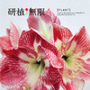 研植无限&我的爸爸是条龙联名款斑点皇后腊封朱顶红腊球礼盒礼物 商品缩略图2