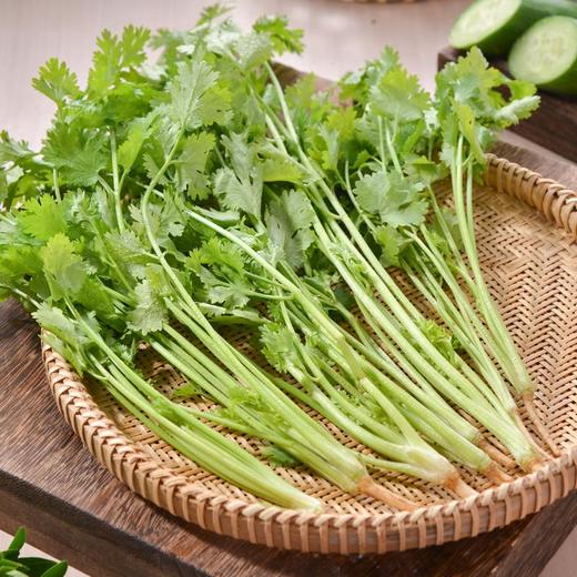 香菜  约50g/袋 商品图3