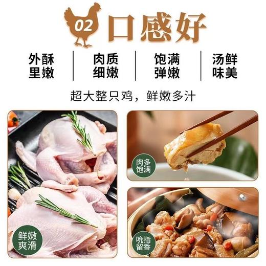 【顺丰冷链！农家三黄鸡】鸡肉质嫩滑，皮脆骨软，脂肪丰满和味道鲜美，汤煲汤料理美味。新鲜宰杀顺丰速达Y 商品图3