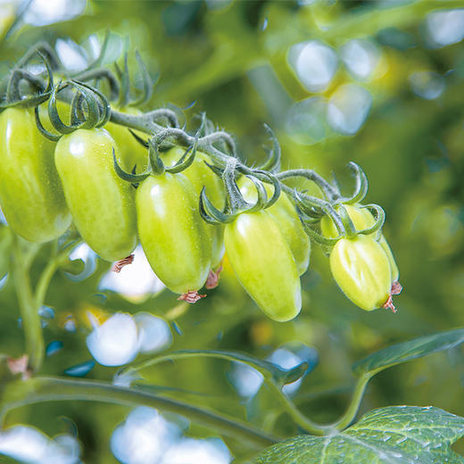春沐源【高原七彩番茄】葡萄番茄清甜多汁夏日阳光玫瑰顺丰礼盒沙拉生 商品图5