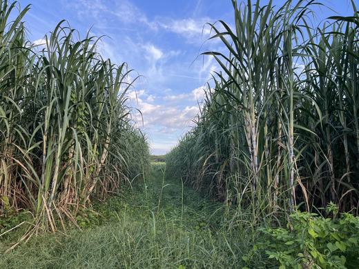 【古法手工💗生态红糖 】90后素食女孩匠心制作生态天然红糖，这款红糖惊艳了做红糖20年的师傅，真正的红糖味道，泡开是纯正甘蔗汁的清甜 商品图10