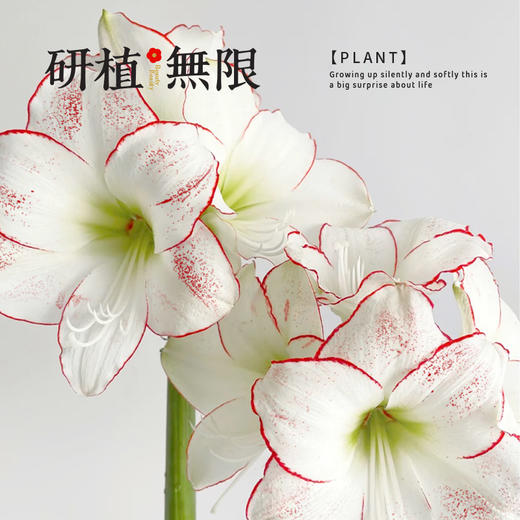 研植无限&LINEFRIENDS联名款可妮兔腊封朱顶红蜡球礼盒生日伴手礼 商品图2