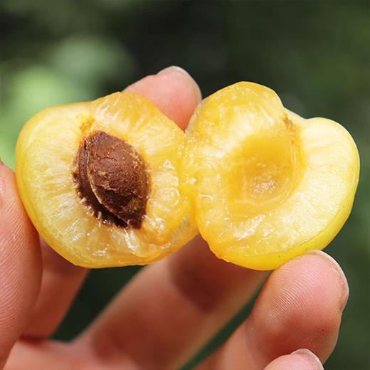 新疆轮台小白杏 新鲜水果现摘甜杏 礼盒装3斤 送礼佳品  顺丰包邮 商品图1