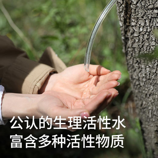 【白桦树小分子水】零添加天然森林植物饮 商品图4