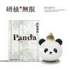 研植无限毕加索腊封朱顶红蜡球熊猫礼盒无水土懒人植物 商品缩略图1