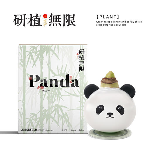 研植无限毕加索腊封朱顶红蜡球熊猫礼盒无水土懒人植物 商品图1
