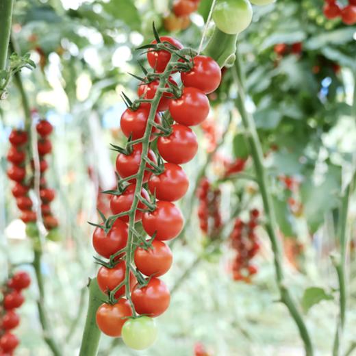 大理春沐源双色串收番茄带枝沙拉新鲜番茄食用  西餐柠黄小串茄 商品图3