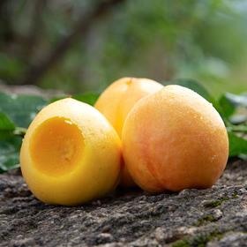  “桃”不掉了！一口爱上它，个大饱满的黄金油桃 