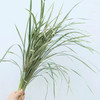 花边丝带草（春兰叶） 商品缩略图0