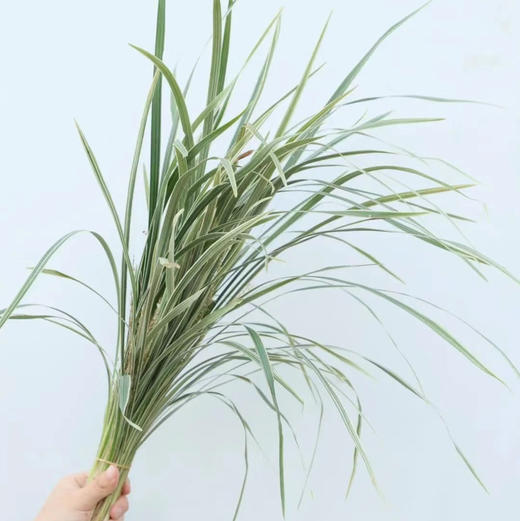 花边丝带草（春兰叶） 商品图0