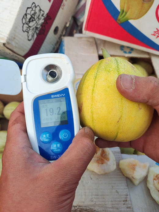 东北沙瓤香瓜（北京买不到），咬一口外皮是脆的，吃到中层是软软的沙沙的，里面的瓤也是甜的，香味独特！一口停不下来！3斤/份 商品图3