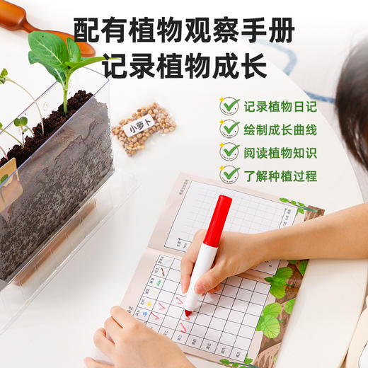 【全方位看见根茎叶成长的教具】GWIZ顽学植物根系种植生态观察盒 四季种植不挑时间 有阳光就能播种 解锁植物成长的奥秘 商品图4