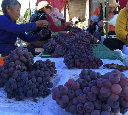 【云南有籽红提】香甜可口 一口爆汁 清香四溢 果肉紧实饱满 新鲜采摘 4种规格任选 商品图5