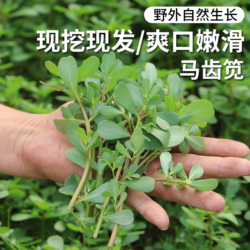 密云新鲜野生马齿苋500g  茎叶都可食用  肥厚多汁  味道鲜嫩   适合焯水做馅