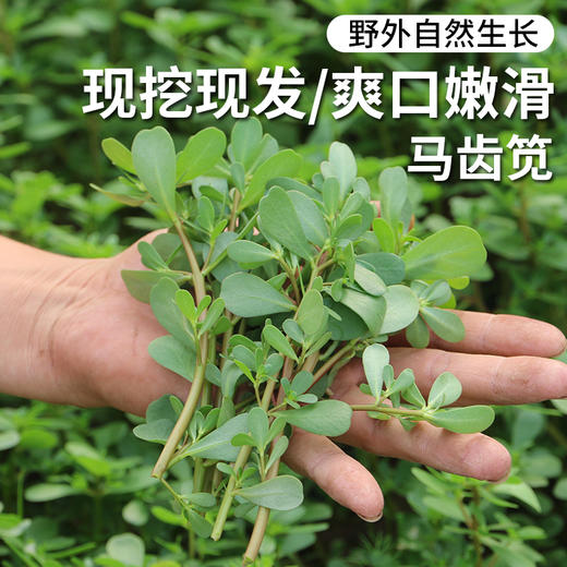 密云新鲜野生马齿苋500g  茎叶都可食用  肥厚多汁  味道鲜嫩   适合焯水做馅 商品图0