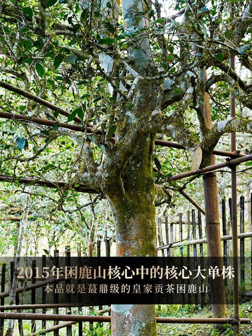 【囍票】【单饼】茶界神话2015年皇家茶园困鹿山单株 ，茶农李应芝私藏蕞好的嫁妆茶，官方茶园不对外出售，饮后变只皇帝独爱困鹿山，极致的雅韵诱人，357g/饼 商品图6