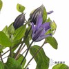 配花 | 铁线莲贝拉 商品缩略图2