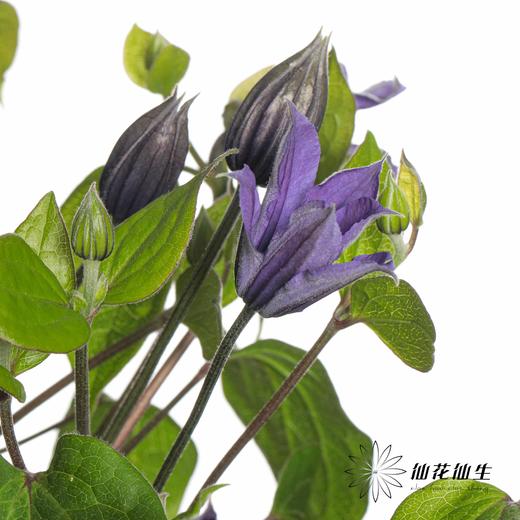配花 | 铁线莲贝拉 商品图2