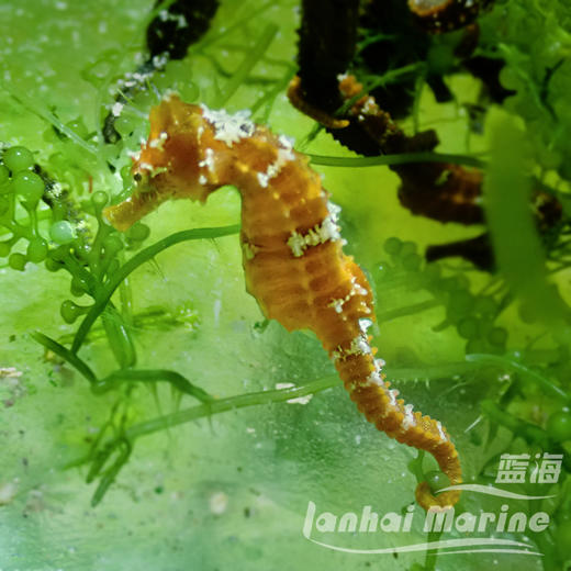人工线纹海马-变异黄 商品图4