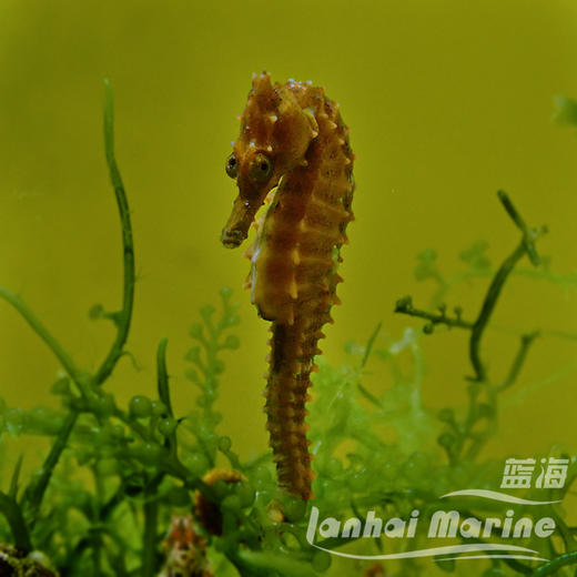 人工线纹海马-变异黄 商品图5