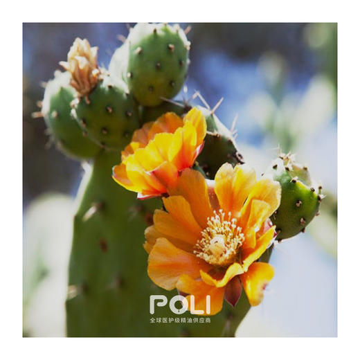 摩洛哥进口有机仙人掌籽油原料 冷压初榨仙人掌籽植物精油 进口基底油 商品图1