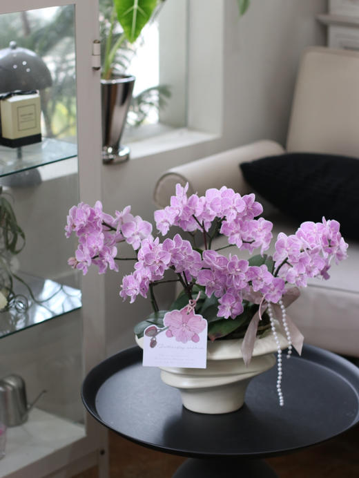 樱花蝴蝶兰 商品图1