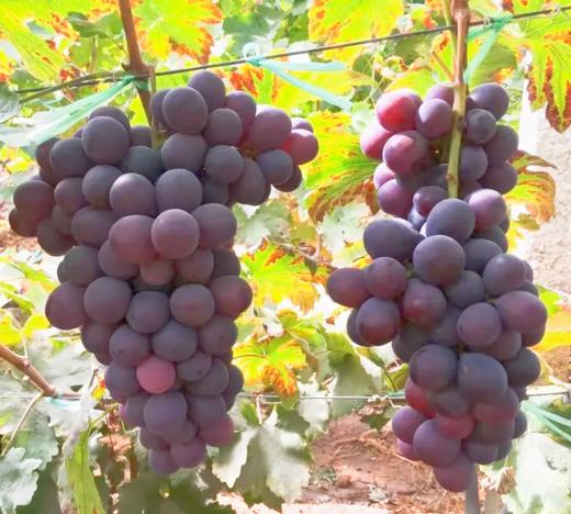 【云南有籽红提】香甜可口 一口爆汁 清香四溢 果肉紧实饱满 新鲜采摘 4种规格任选 商品图0