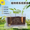 【全方位看见根茎叶成长的教具】GWIZ顽学植物根系种植生态观察盒 四季种植不挑时间 有阳光就能播种 解锁植物成长的奥秘 商品缩略图0