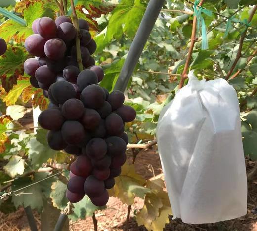 【云南有籽红提】香甜可口 一口爆汁 清香四溢 果肉紧实饱满 新鲜采摘 4种规格任选 商品图1