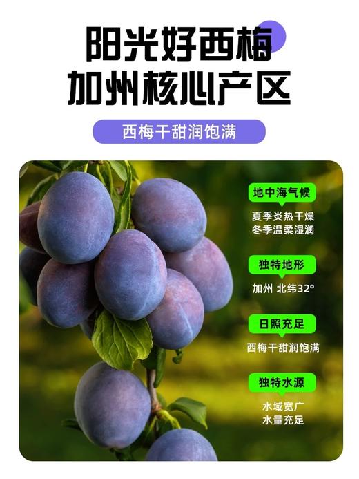 含羞草加州无核大西梅500g 商品图3