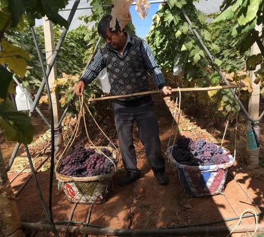 【云南有籽红提】香甜可口 一口爆汁 清香四溢 果肉紧实饱满 新鲜采摘 4种规格任选 商品图3