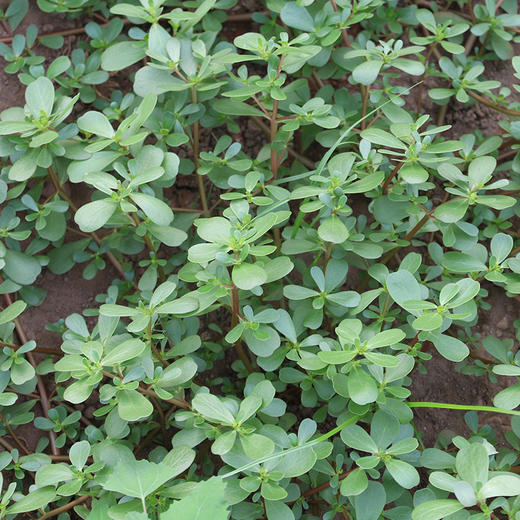 密云新鲜野生马齿苋500g  茎叶都可食用  肥厚多汁  味道鲜嫩   适合焯水做馅 商品图1