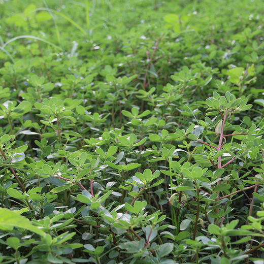 密云新鲜野生马齿苋500g  茎叶都可食用  肥厚多汁  味道鲜嫩   适合焯水做馅 商品图4