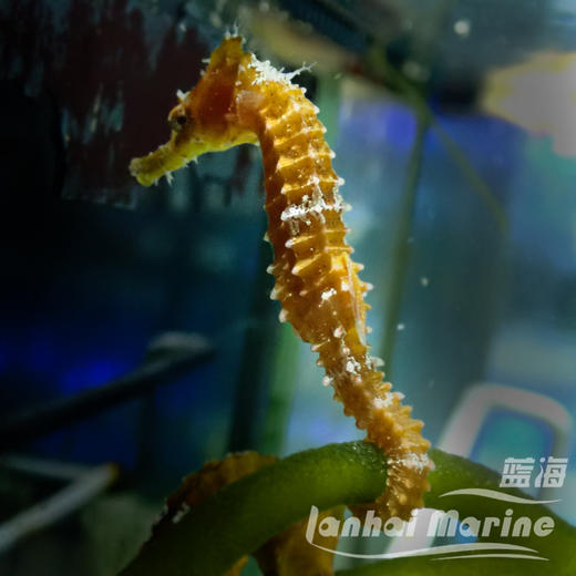 人工线纹海马-变异黄 商品图3