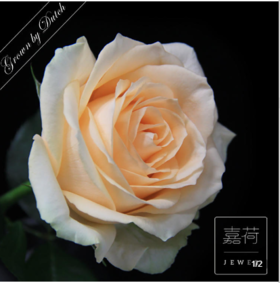 【嘉荷PLUS】单头蜜桃雪山 10枝一扎