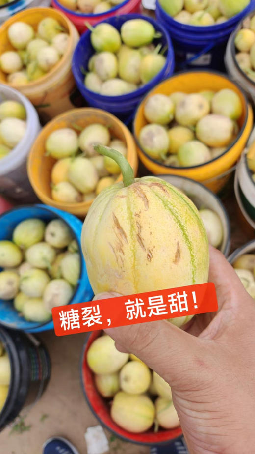 东北沙瓤香瓜（北京买不到），咬一口外皮是脆的，吃到中层是软软的沙沙的，里面的瓤也是甜的，香味独特！一口停不下来！3斤/份 商品图2