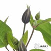 配花 | 铁线莲贝拉 商品缩略图6