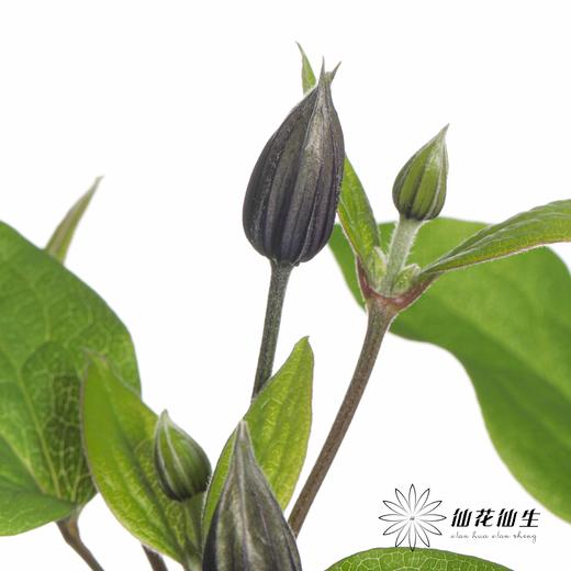 配花 | 铁线莲贝拉 商品图6