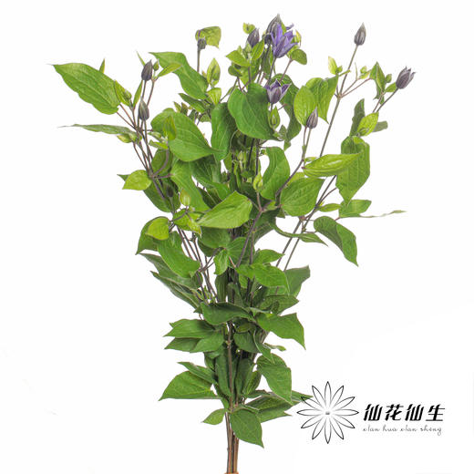 配花 | 铁线莲贝拉 商品图1