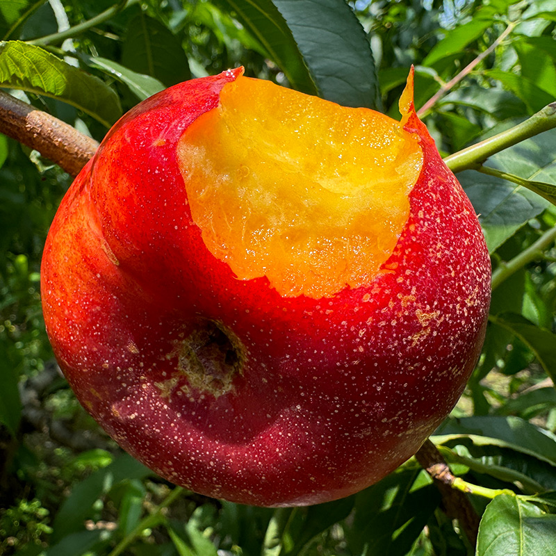 安吉油蟠桃 省级示范基地里的原生态好桃味 摘下就能吃的自然甜香